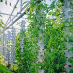 hydroponic garden