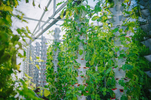 hydroponic garden