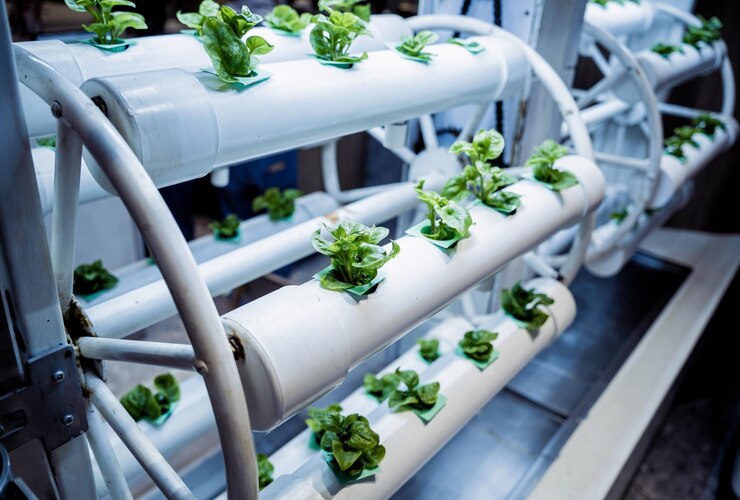hydroponic garden