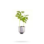 germination light