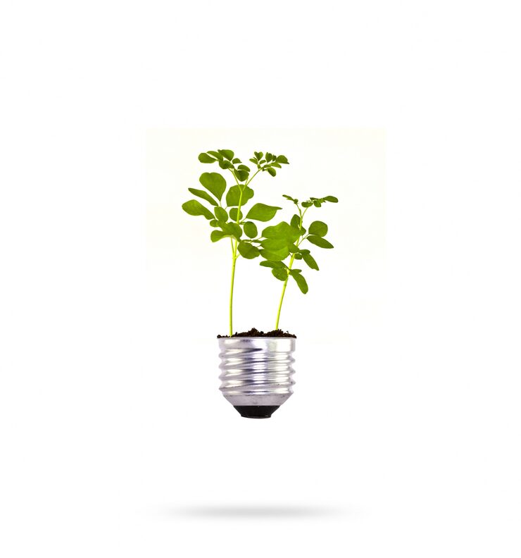 germination light
